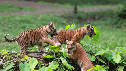 Bebe-tigres