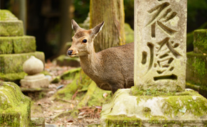 Daim du parc de Nara