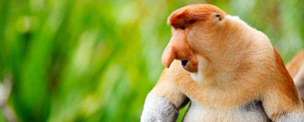Borneo: les singes nasique du parc national de bako
