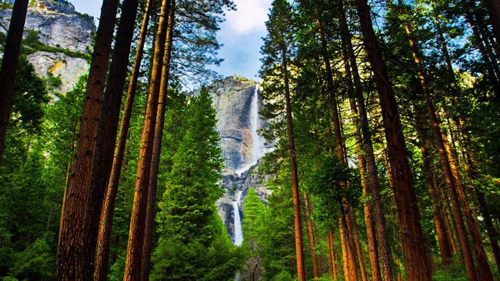 Californie Parc Yosemite Sequoias