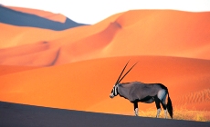 Afrique et safari